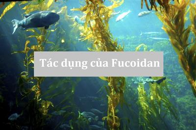 Hé lộ Top 4 sản phẩm Fucoidan Nhật Bản chất lượng tốt nhất được các chuyên gia ngành ung thư khuyên dùng